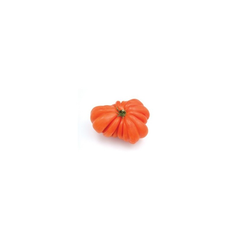 TOMATE MONTSERRAT PACK 6 PLANTONES