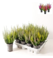 CALLUNA V. GARDEN GIRLS BICOLOR MACETA 10CM