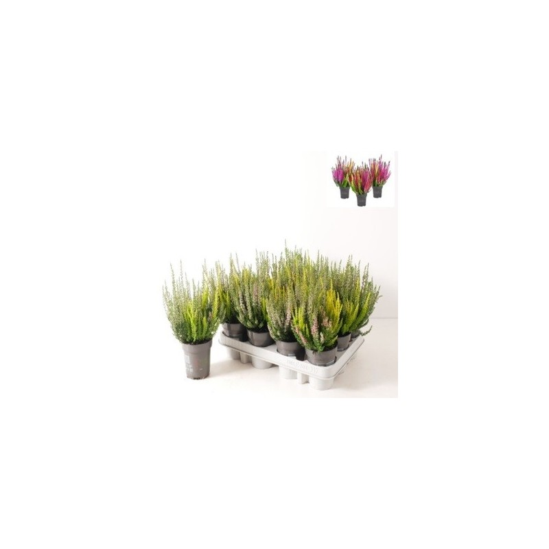 CALLUNA V. GARDEN GIRLS BICOLOR MACETA 10CM