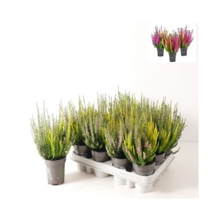 CALLUNA V. GARDEN GIRLS BICOLOR MACETA 10CM