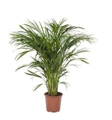 CHAMAEDOREA SEITFITZII ALTURA DE 100CM Y M22CM