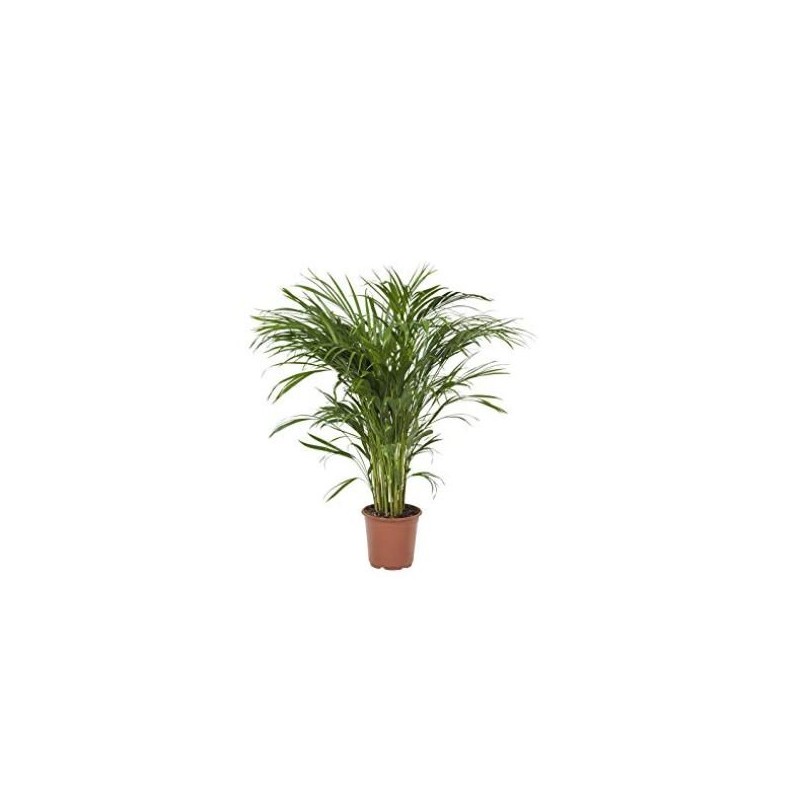 CHAMAEDOREA SEITFITZII ALTURA DE 100CM Y M22CM