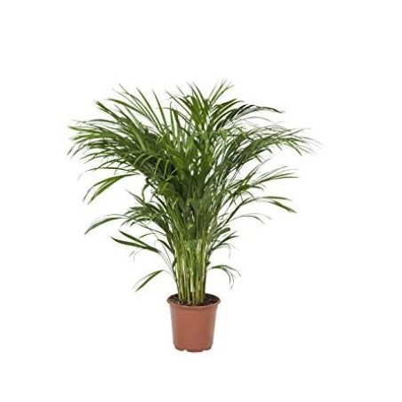 CHAMAEDOREA SEITFITZII ALTURA DE 100CM Y M22CM