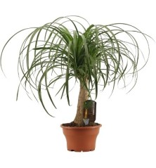 BEAUCARNEA 0,30CM DE TRONCO Y MACETA 20CM