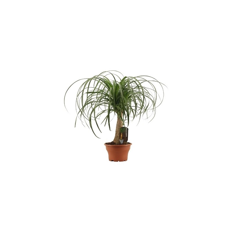 BEAUCARNEA 0,30CM DE TRONCO Y MACETA 20CM