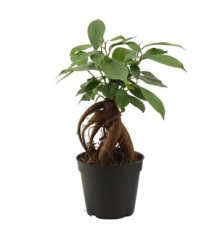 FICUS GINSENG MINI MACETA 6CM