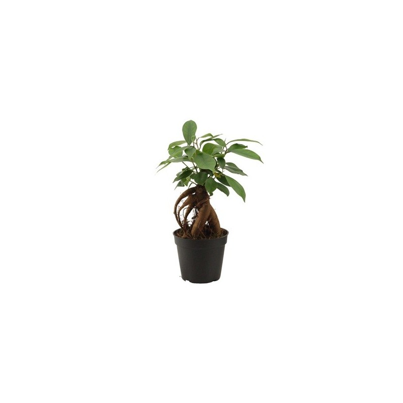 FICUS GINSENG MINI MACETA 6CM
