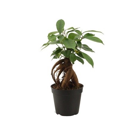 FICUS GINSENG MINI MACETA 6CM