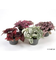 HYPOESTES COLORES MACETA 8,5CM