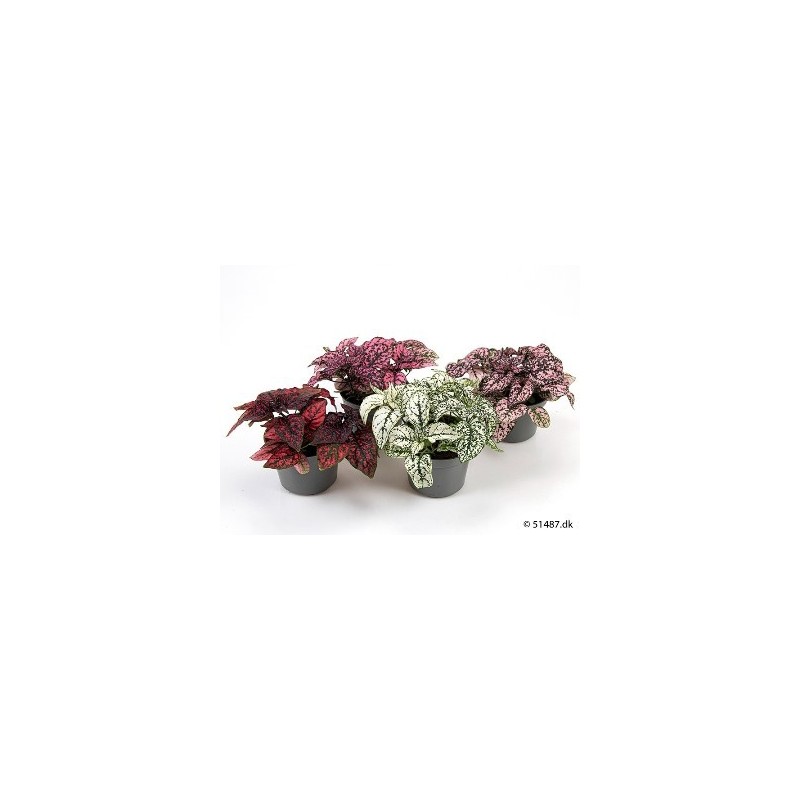 HYPOESTES COLORES MACETA 8,5CM