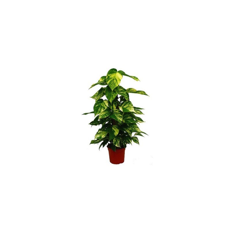 POTHO TUTOR 100CM DE ALTURA Y MACETA 20CM