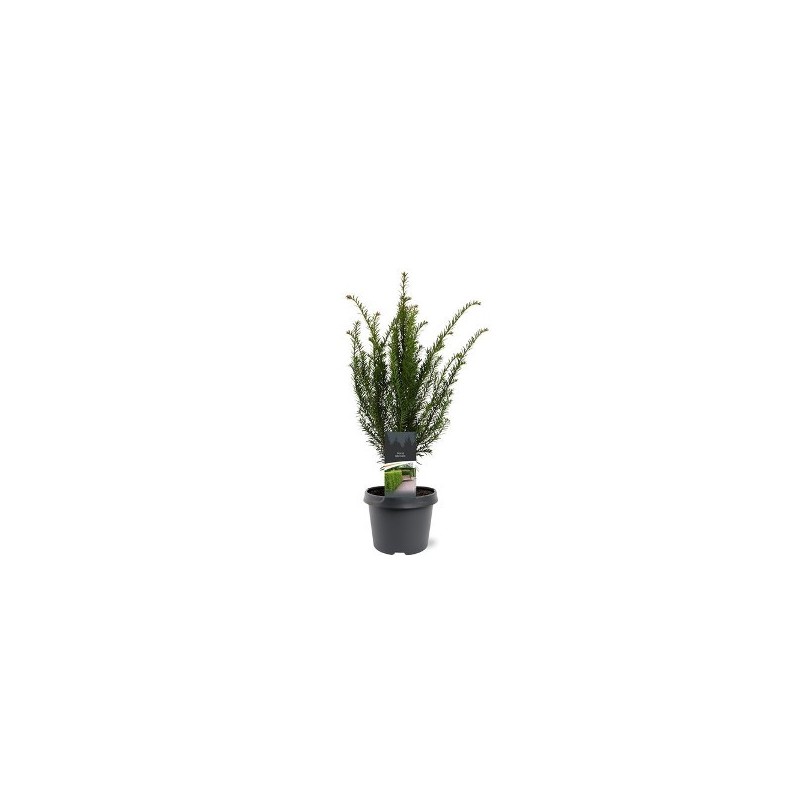 TEJO BACCATA MACETA 19CM
