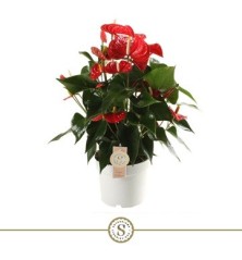 ANTHURIUM ANDR.CHAMPION RED  ALTO 40-50 Y M17CM