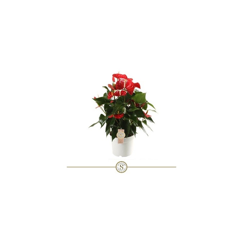 ANTHURIUM ANDR.CHAMPION RED  ALTO 40-50 Y M17CM