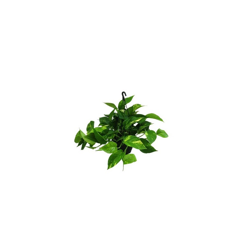 POTHO EPIPREMNUM MACETA 15CM
