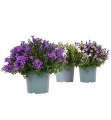 CAMPANULA MIX COLOR ALTO 20CM Y MACETA 11CM