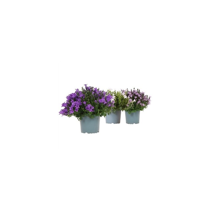 CAMPANULA MIX COLOR ALTO 20CM Y MACETA 11CM