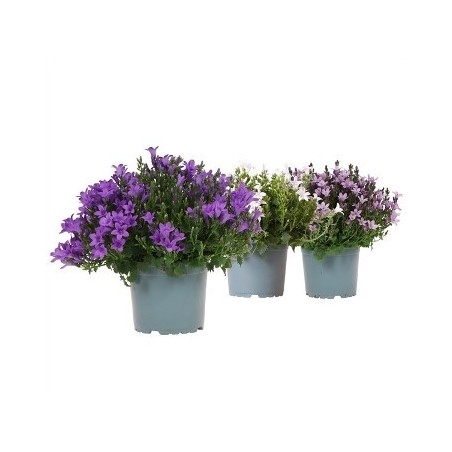 CAMPANULA MIX COLOR ALTO 20CM Y MACETA 11CM