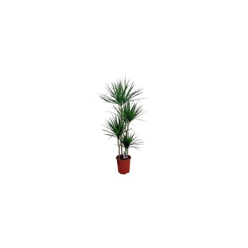 DRACENA MARGINATA  ALTO TRONCOS 60/30/15CM M20