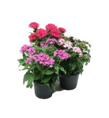PENTAS MACETA 14CM
