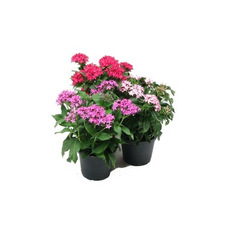 PENTAS MACETA 14CM