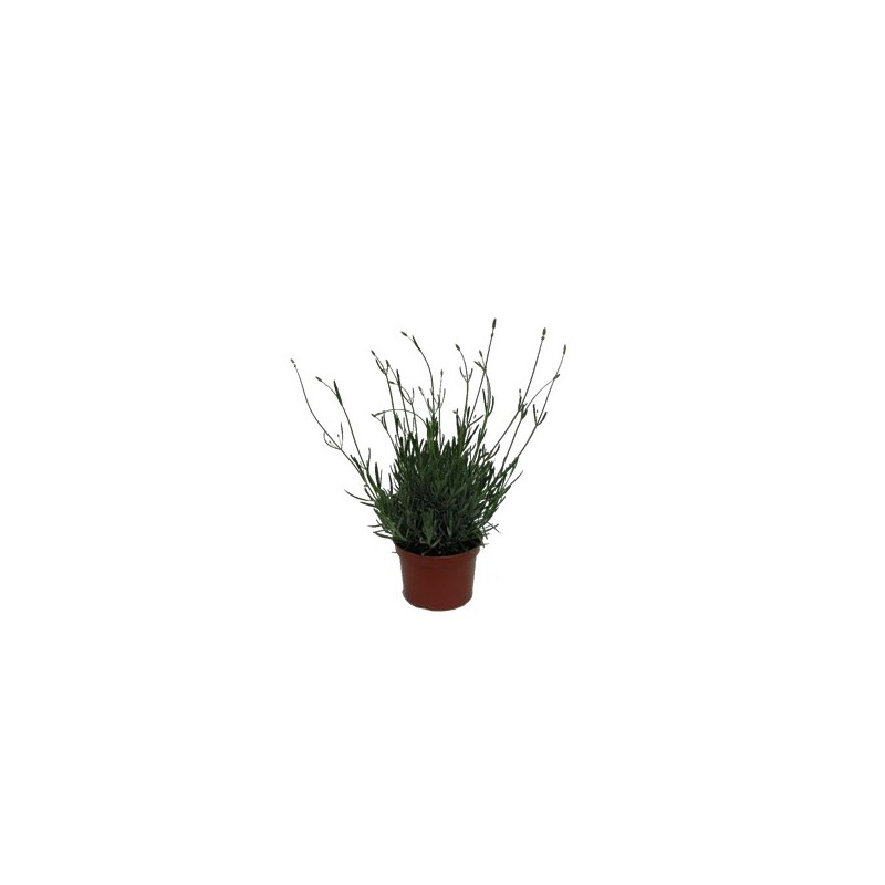 LAVANDA MACETA 18CM
