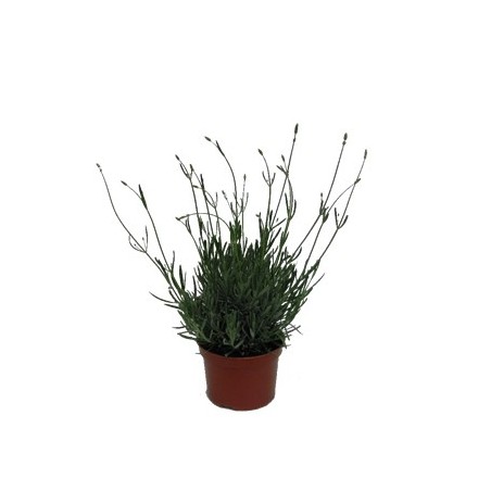 LAVANDA MACETA 18CM