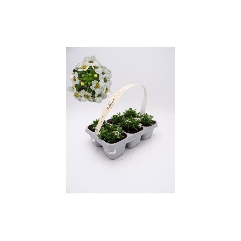 ALISUM PACK DE 6 UDS VARIOS COLORES