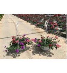 VERBENA REPENS TARRINA 15CM VARIOS COLORES