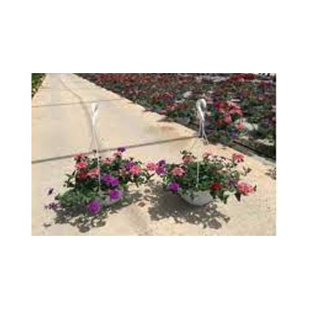 VERBENA REPENS TARRINA 15CM VARIOS COLORES