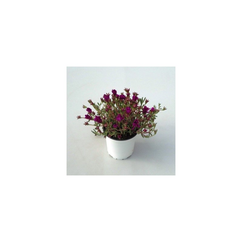 UÑA DE GATO MACETA13CM FLOR TODO EL AÑO