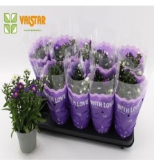 ASTER MACETA 12CM