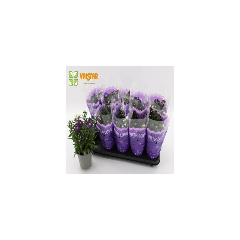 ASTER MACETA 12CM