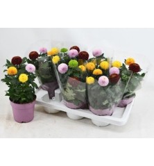 CRISANTEMO FLOWERPOPS MACETA 14CM