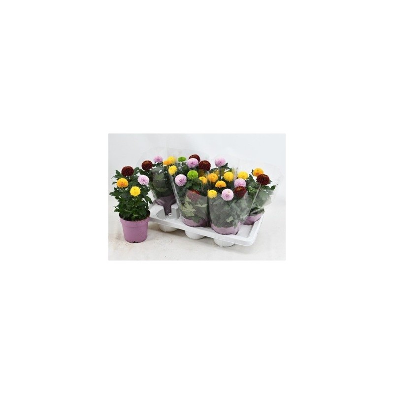 CRISANTEMO FLOWERPOPS MACETA 14CM