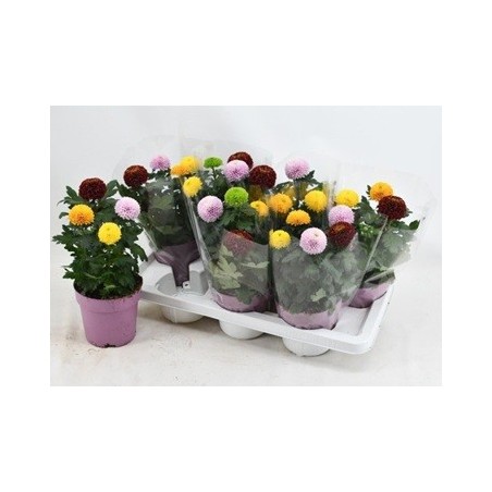 CRISANTEMO FLOWERPOPS MACETA 14CM