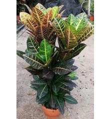 CROTON MAMEY GRUPO C20CM