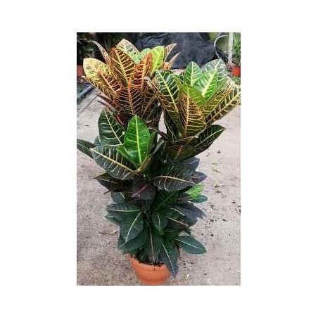 CROTON MAMEY GRUPO C20CM