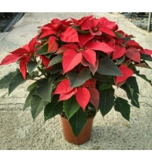 FLOR DE PASCUA MACETA 17CM