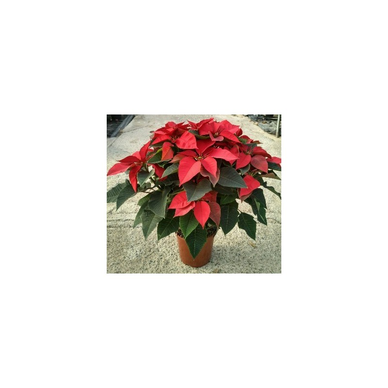 FLOR DE PASCUA MACETA 17CM