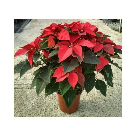 FLOR DE PASCUA MACETA 17CM