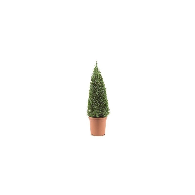 BOJ PIRAMIDAL 70CM ALTO Y MACETA 26CM