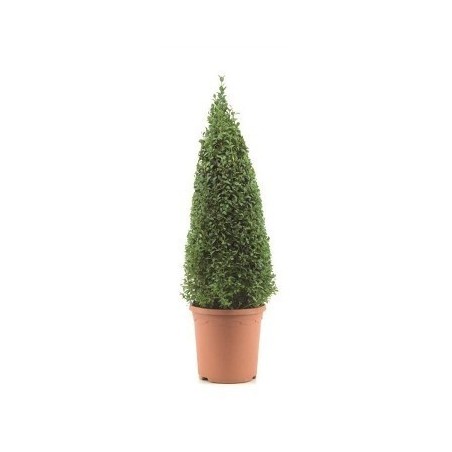 BOJ PIRAMIDAL 70CM ALTO Y MACETA 26CM