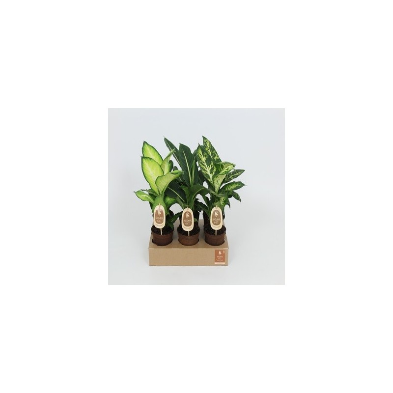 DIEFFENBACHIA MIX ALTURA 25CM Y MACETA 12CM