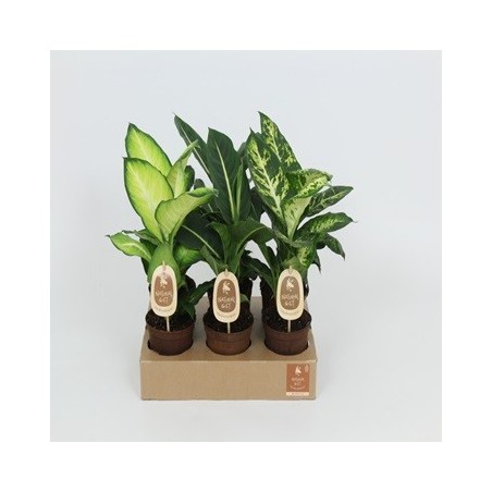 DIEFFENBACHIA MIX ALTURA 25CM Y MACETA 12CM