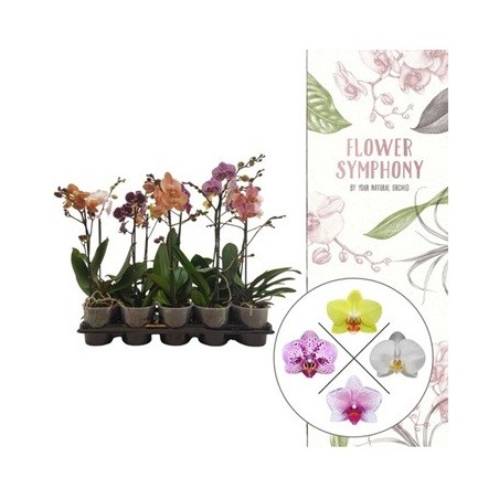 ORQUIDEA SYMPHONY 1VARA ALTO 40CM Y MACETA 12CM