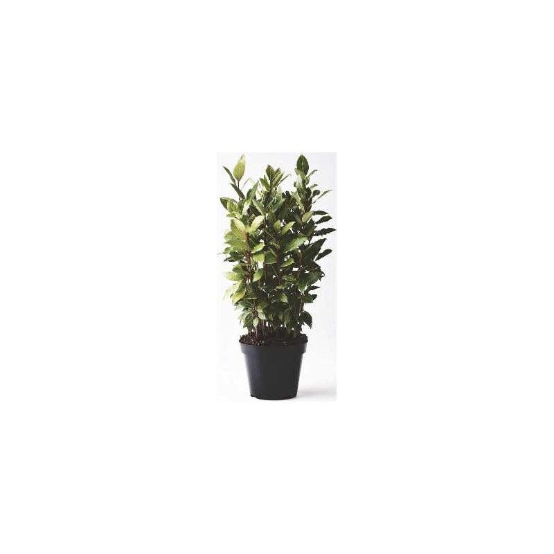 LAUREL CULINARIO ALTURA DE 30/40CM Y MACETA 14CM
