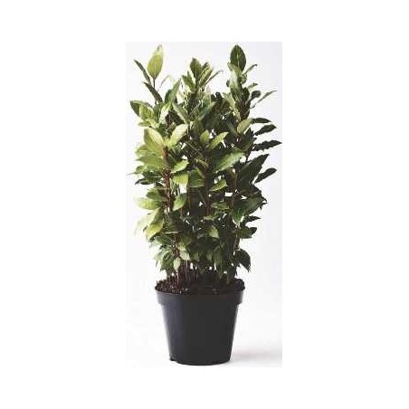 LAUREL CULINARIO ALTURA DE 30/40CM Y MACETA 14CM
