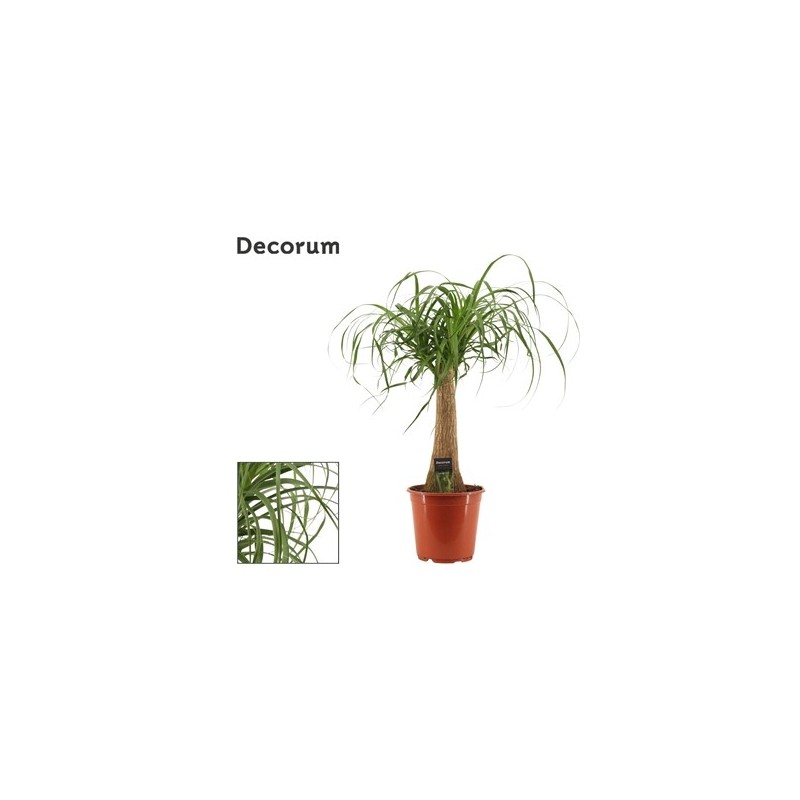 BEAUCARNEA ALTO TRONCO 60CM Y MACETA 25CM