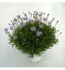 AGATEA MACETA 15CM